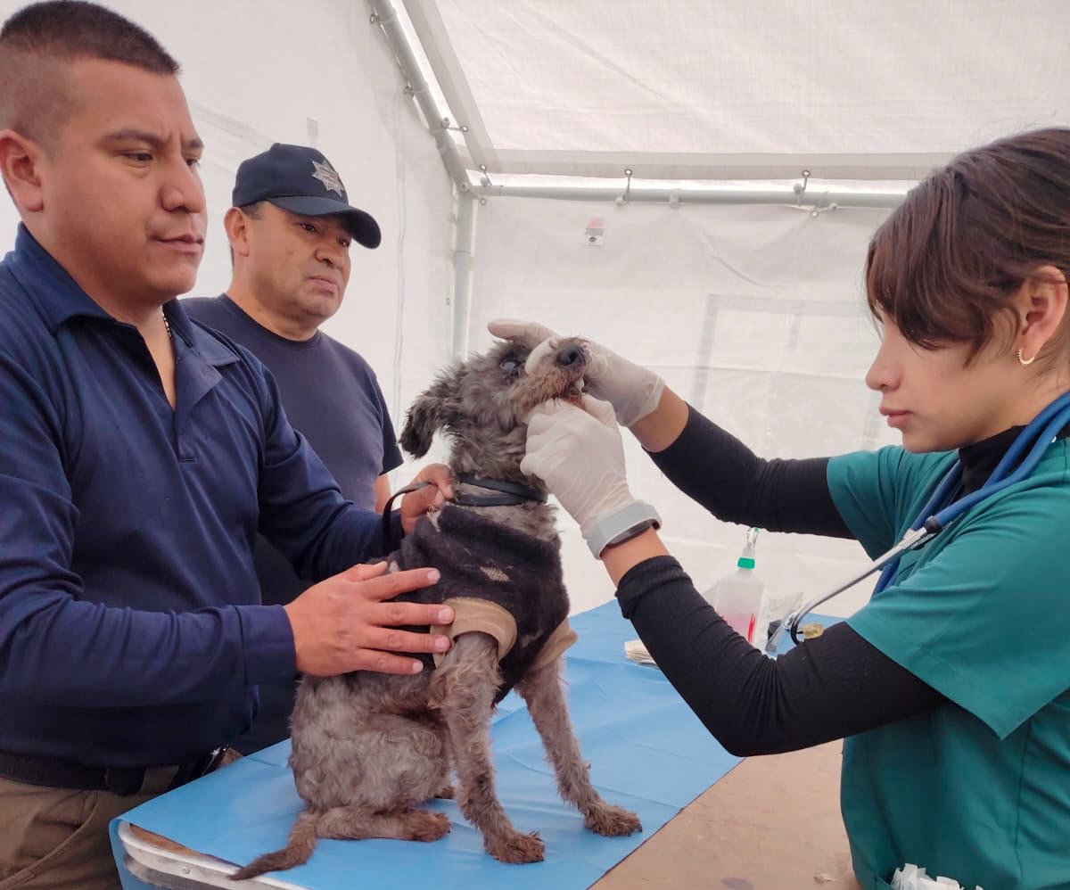 Resguarda Seguridad Pública de Pachuca a perrita; buscan a sus propietarios